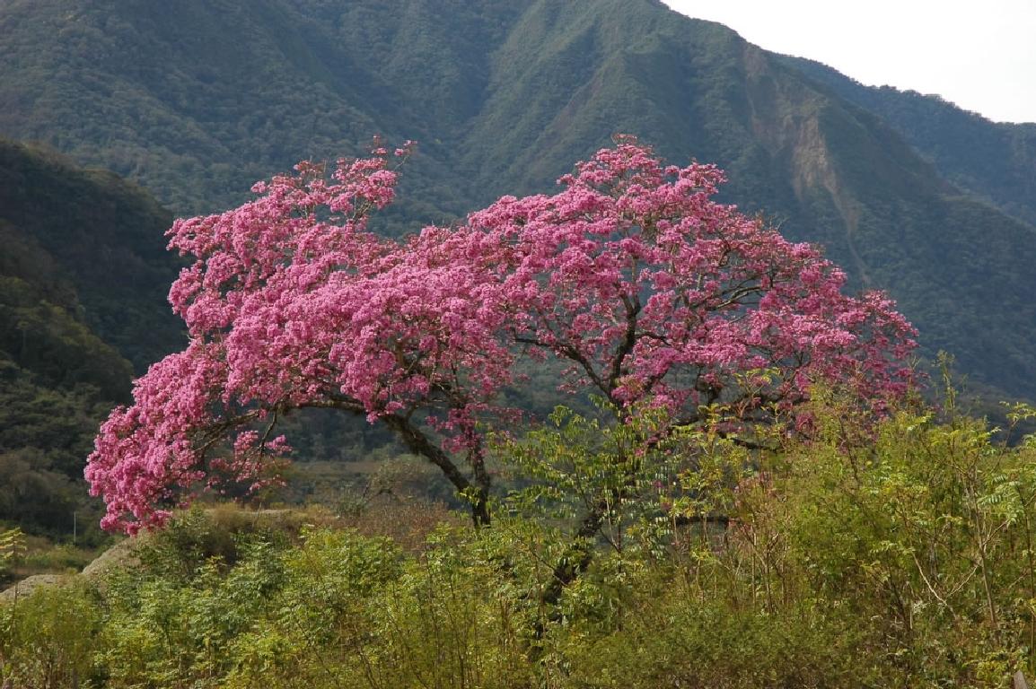 Sipelgapuu koor ehk Pau D’Arco (Tabebuia heptophylla, T. impetiginosa) on ohutu ja väga laia spektriga looduslik antibiootikum, mis kasvab Kesk- ja Lõuna-Ameeri